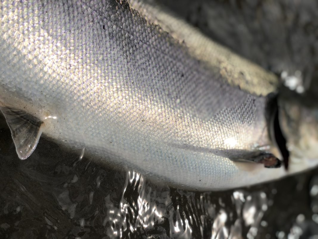 LTS Flyfishing